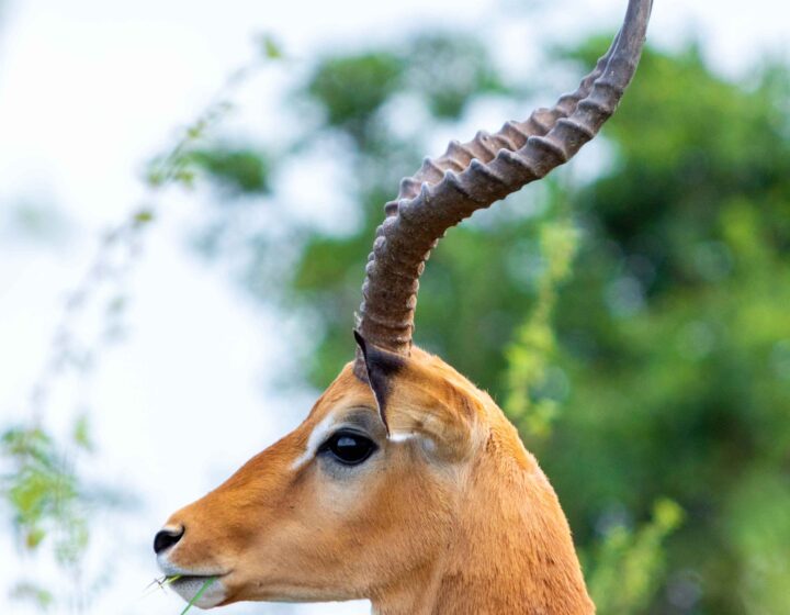 Nairobi National Park